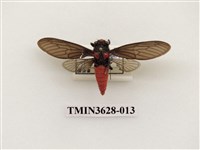 藏品(黑翅蟬)的圖片